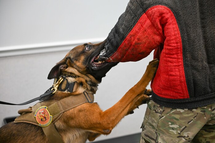 A military working dog biting a padded arm to demonstrate bite training