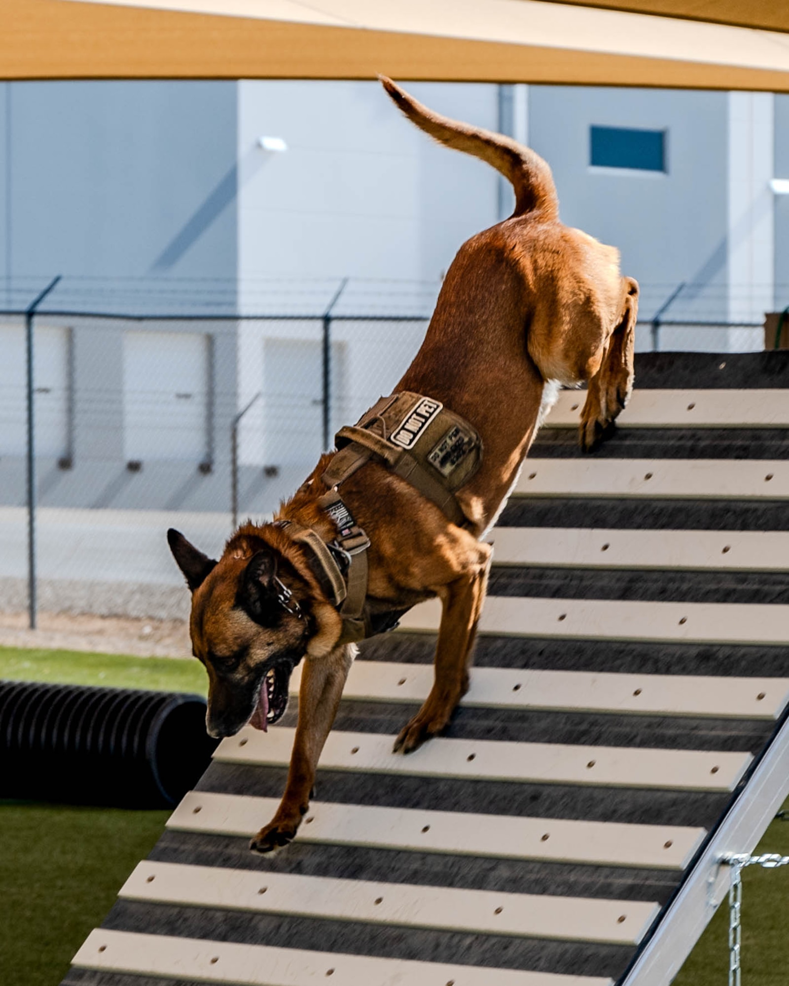 U.S. Air Force military working dog Enzo, assigned to the 56th Security Forces Squadron, runs down an elevated platform in an obstacle course during a civilian police and military K-9 competition