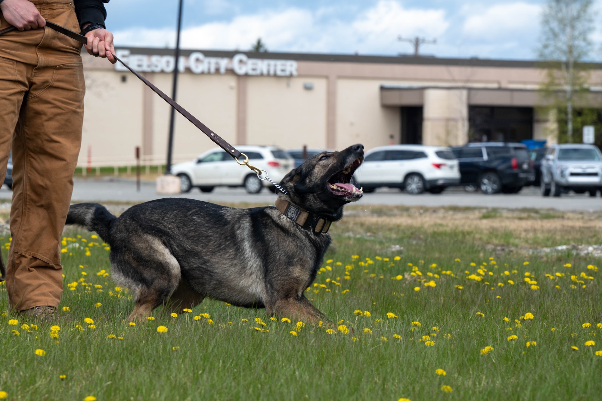 U.S. Air Force Jaffa, 354th Security Forces Squadron military working dog, barks during a training demonstration for Police Week at Eielson Air Force Base, Alaska, May 13, 2025.