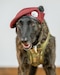 Callie, the only certified search-and-rescue dog in the Department of Defense, is retired from service during a ceremony at the Kentucky Air National Guard Base in Louisville, Ky., Jan. 24, 2025.