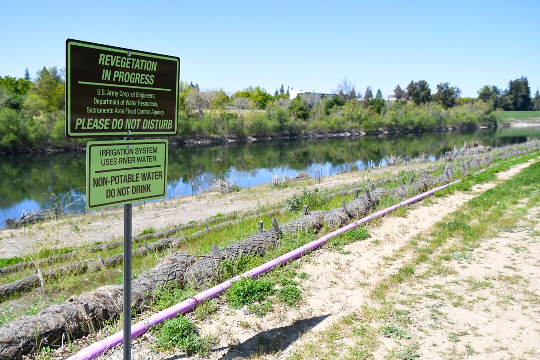 Vegetation regrowth along the American River