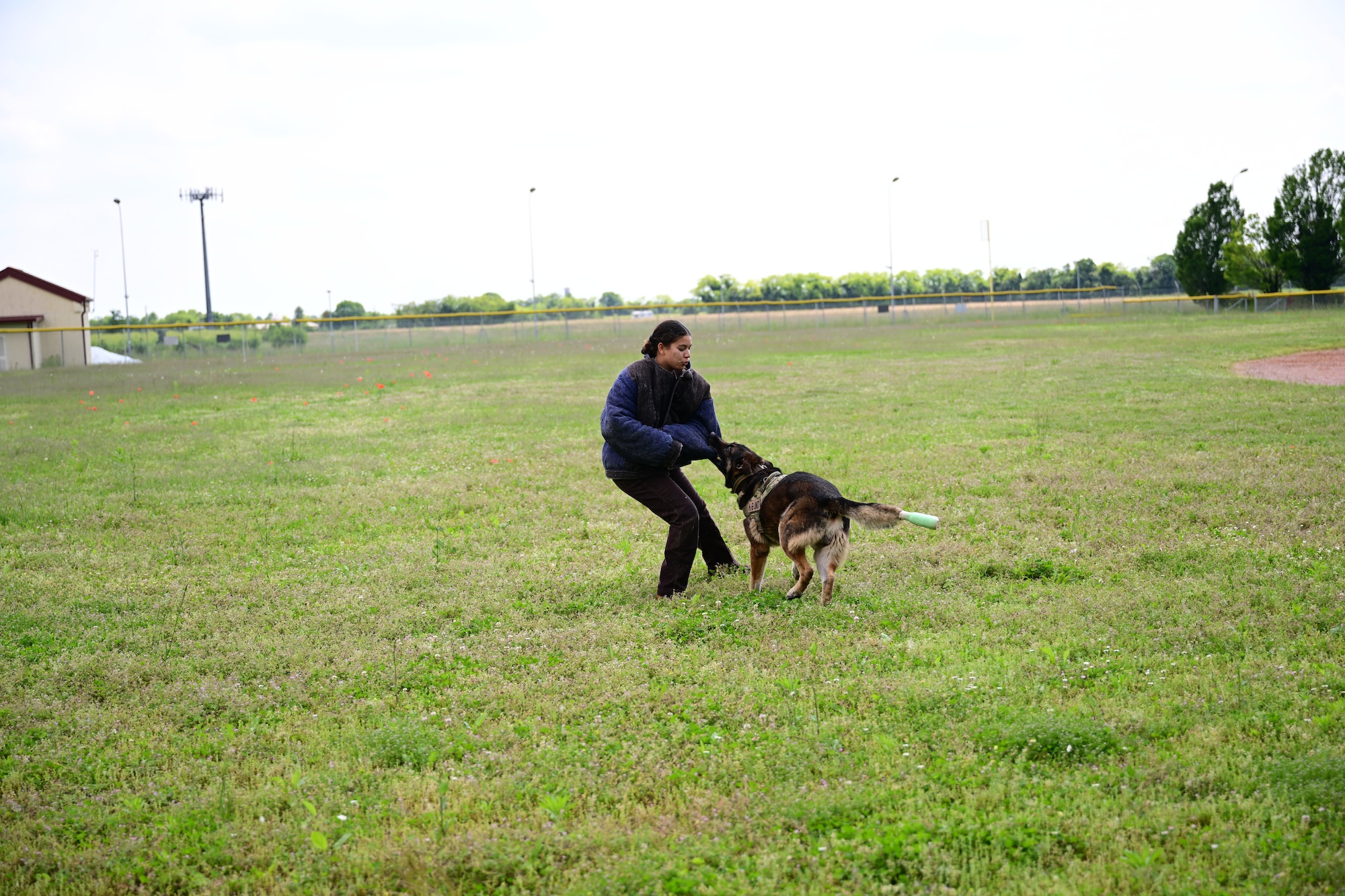 Military working Dog bites a handler during a demonstration.