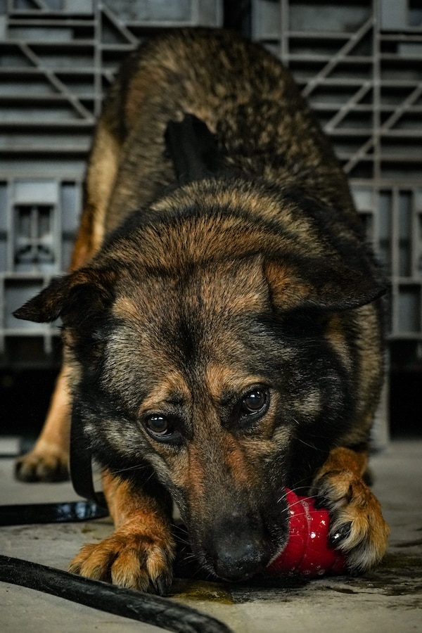 U.S. Marine Corps Military Working Dog, Dorci, B033 plays with his toy after successfully conducting a narcotics detection validation exercise on Marine Corps Base Quantico, May 13, 2025. Dorci is assigned to the Provost Marshal Office, Security Battalion where he conducts multiple types of detection exercises and patrols. (U.S. Marine Corps photo by Lance Cpl. Catherine Schei)