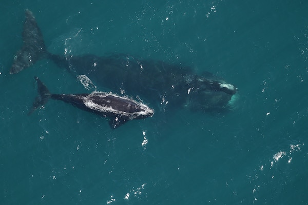 Right Whales