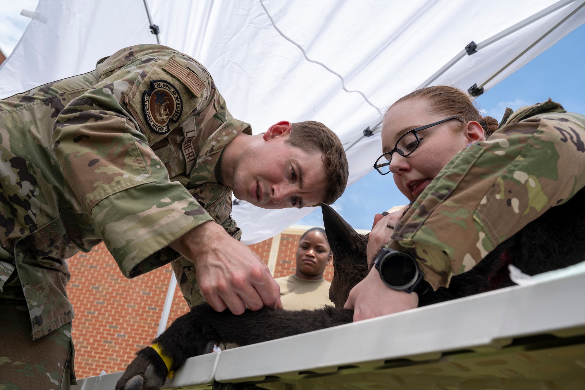 A Soldier holds a diesel K-9 simulator and an Airman places a catheter into the diesel K-9 simulator's leg.