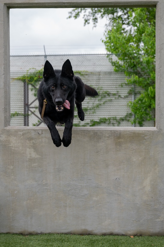 Dog jumps through an obstacle. (U.S. Air Force photo by Airman 1st Class Skylar Ellis)