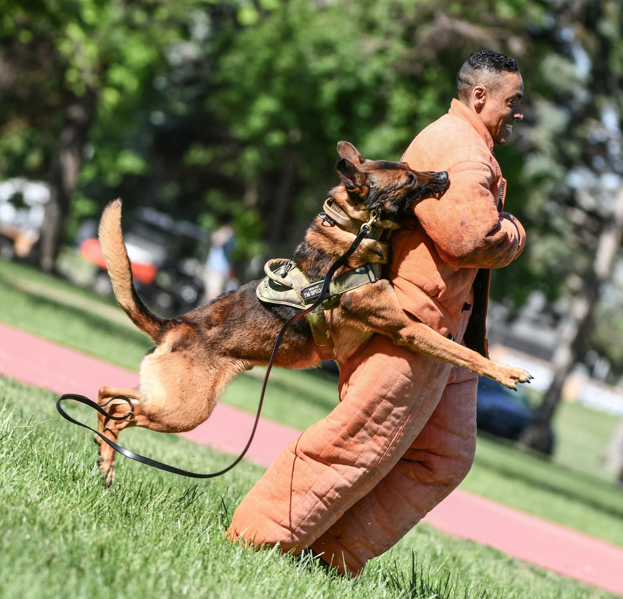 Senior Master Sgt. Glenn Williams, 55th Force Support Squadron, is taken down by Maks, 55th Security Forces Squadron military working dog, during a K-9 demonstration at Offutt Air Force Base, May 13. The 55th SFS held MWD, taser, and OC spray demos for members of Team Offutt to participate in during National Police Week. (U.S. Air Force photo by Chad Watkins)