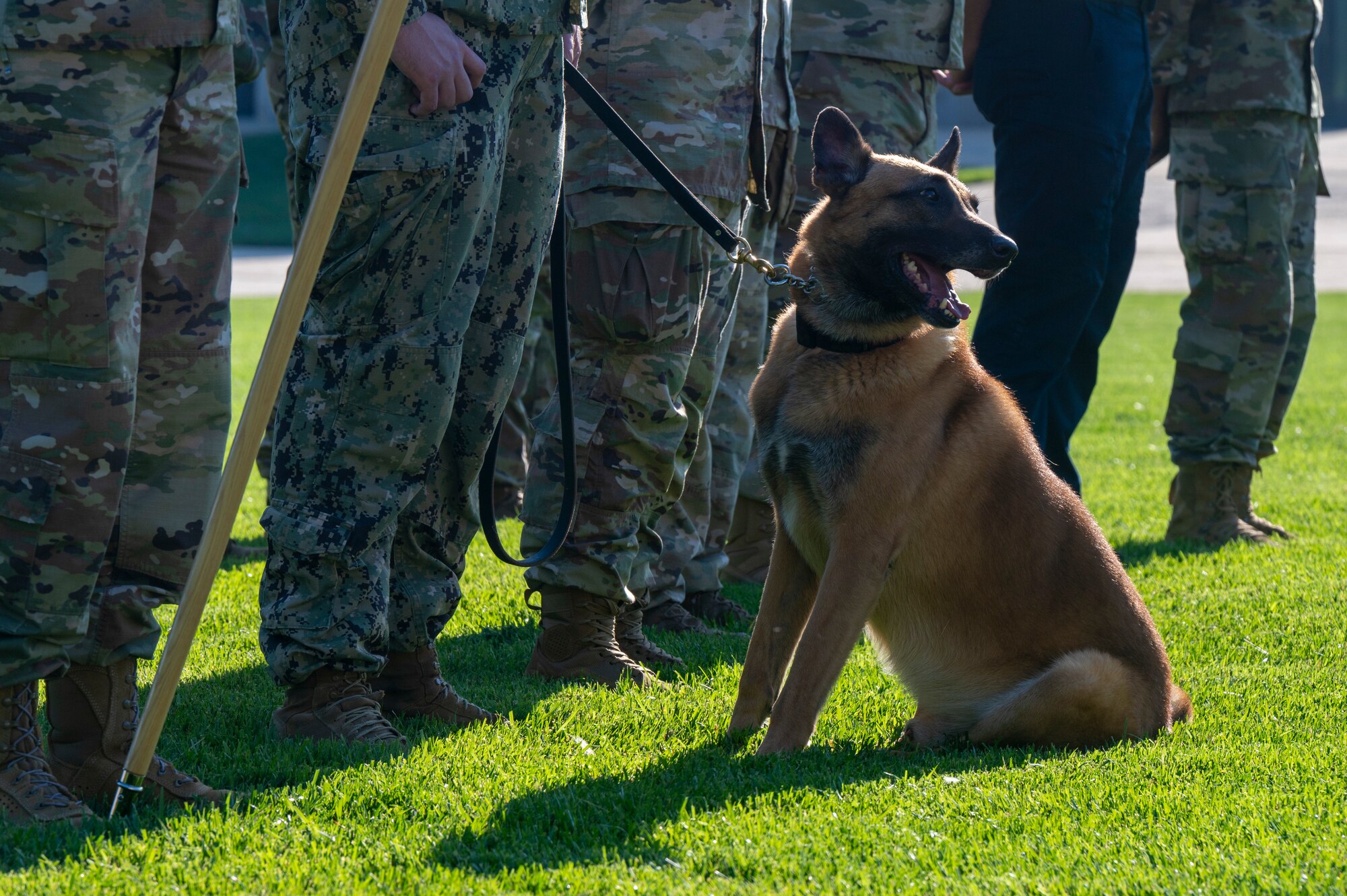 Ziko, a military working dog assigned to Naval District Washington, stands in formation during the opening ceremony of National Police Week on Joint Base Anacostia-Bolling, Washington, D.C., May 12, 2025. MWDs provide critical force protection, detection and apprehension capabilities ensuring readiness in austere environments. (U.S. Air Force photo by Hayden Hallman)