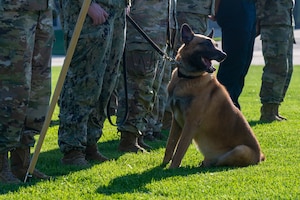 Ziko, a military working dog assigned to Naval District Washington, stands in formation during the opening ceremony of National Police Week on Joint Base Anacostia-Bolling, Washington, D.C., May 12, 2025. MWDs provide critical force protection, detection and apprehension capabilities ensuring readiness in austere environments. (U.S. Air Force photo by Hayden Hallman)