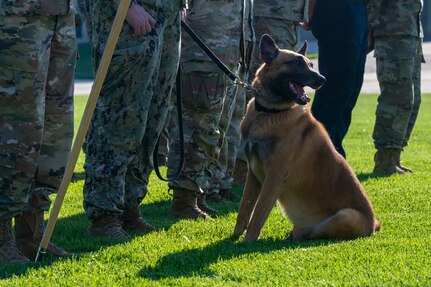 Ziko, a military working dog assigned to Naval District Washington, stands in formation during the opening ceremony of National Police Week on Joint Base Anacostia-Bolling, Washington, D.C., May 12, 2025. MWDs provide critical force protection, detection and apprehension capabilities ensuring readiness in austere environments. (U.S. Air Force photo by Hayden Hallman)