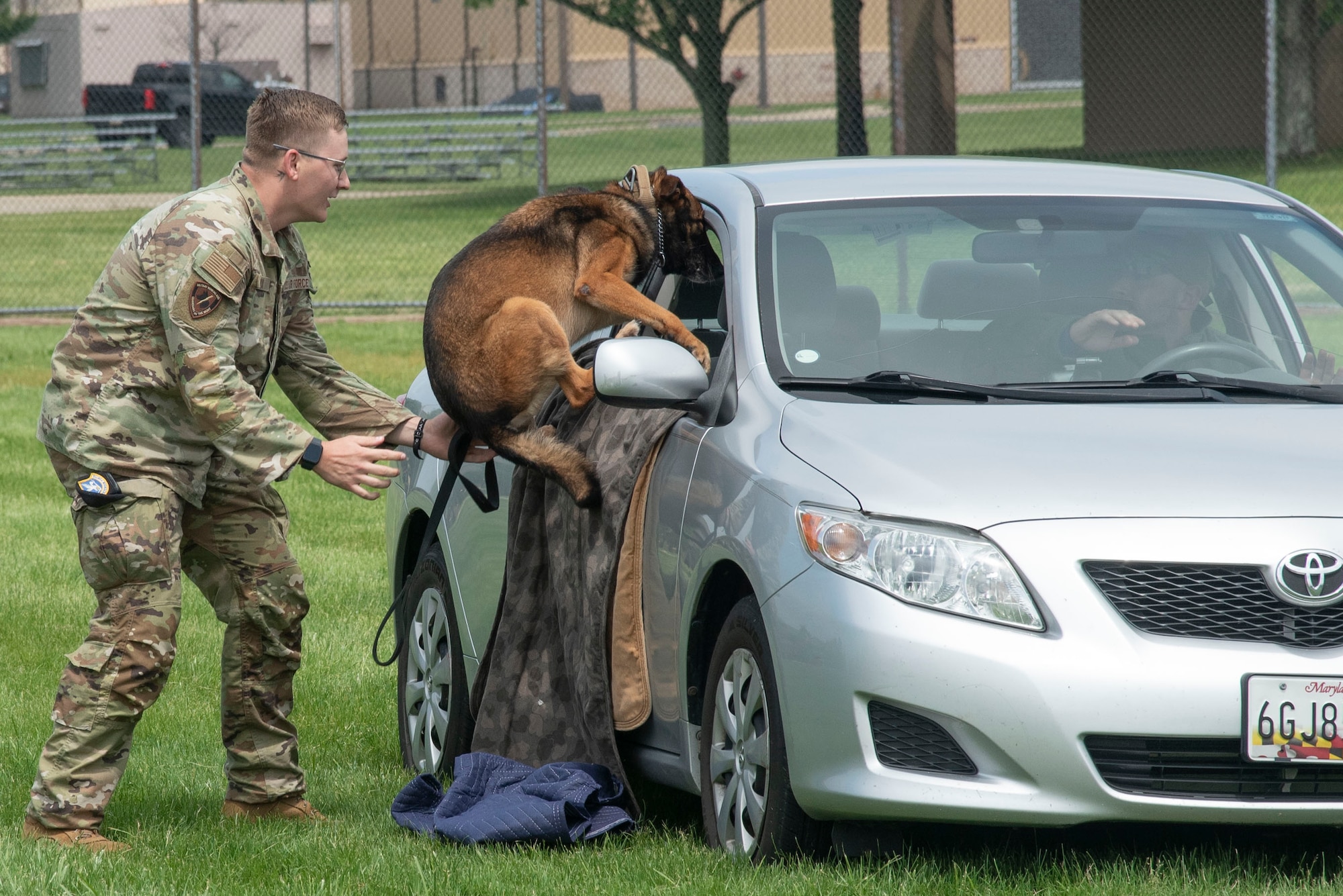 U.S. Air Force Staff Sgt. Zane M. Cox, 316th Security Support Squadron, and working dog, Inga, demonstrate the apprehension of a suspect in a vehicle during the Capitol K-9 Trials at Joint Base Andrews, Md., May 14, 2025. Handlers from the 316th SSPTS competed in the event with civilian law enforcement handlers from the National Capital Region as part of National Police Week. (U.S. Air Force photo by Patrick Griffith)