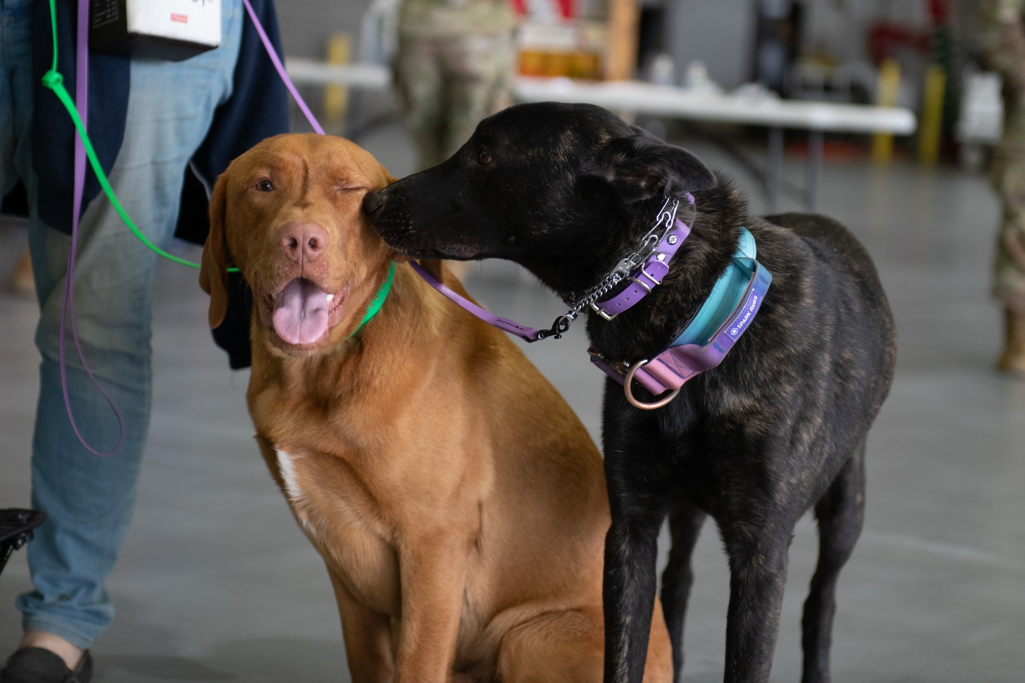 Dog trainers from the Nation Crisis Response Canines organization supported the 932nd AW Resilience Quest event with their service dogs at May 3, 2025, Scott Air Force Base, Illinois.