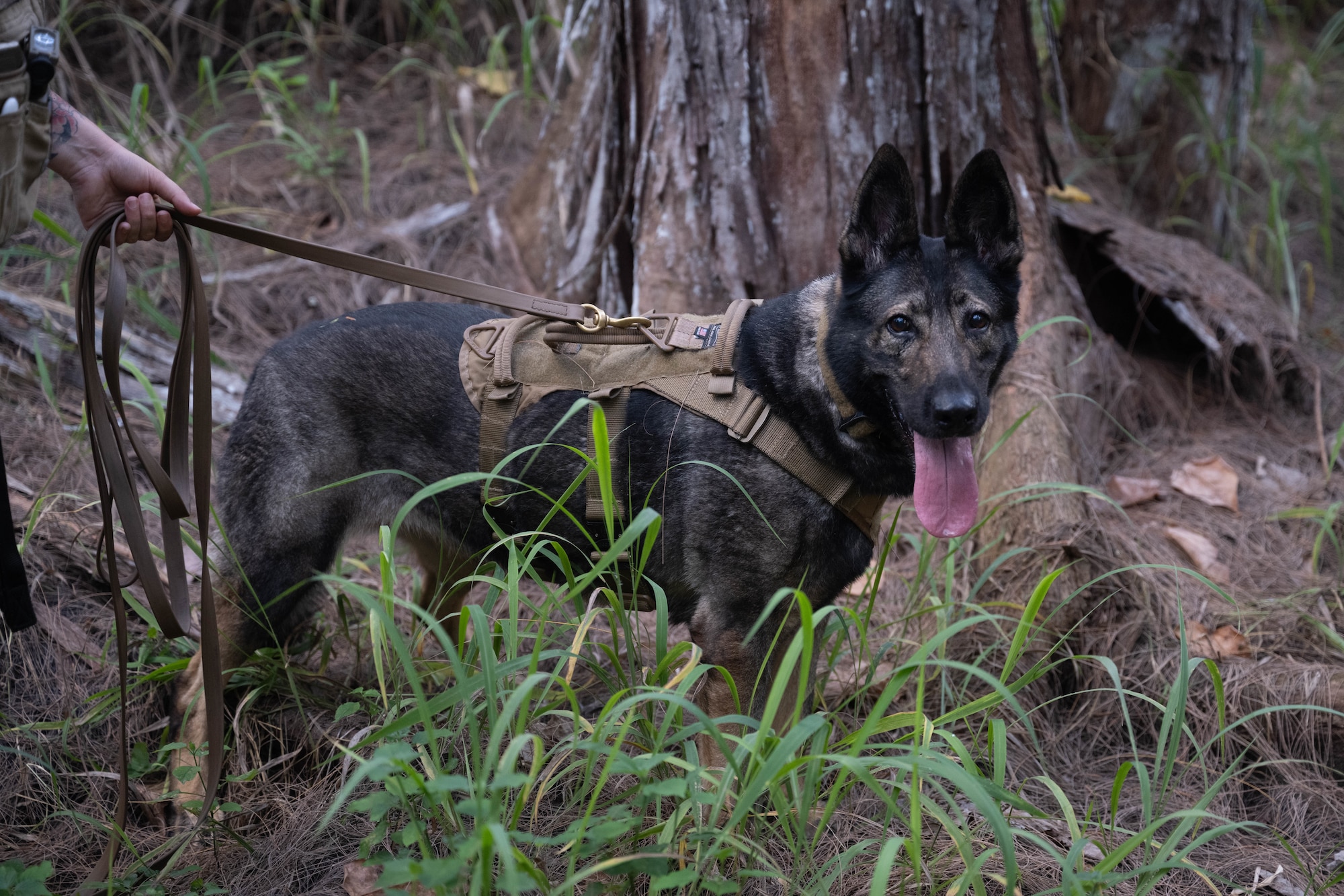 A U.S. Air Force military working dog searches for missing persons in the woods.
