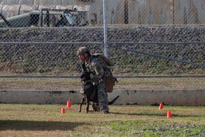 Photo of an Airman preparing to give a military working dog a command