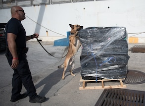 Customs and Border Protection canine inspects offloaded drugs at Port Everglades in Fort Lauderdale, Florida.
