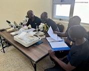 WRAIR-Africa entomologists conduct field identification of insects collected near Justified Accord cantonment area.