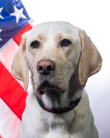 Yellow Labrador dog, named Noni, poses in front of the American Flag