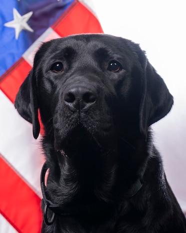 Black Labrador dog, named Jelly, posing in front of the American flag.