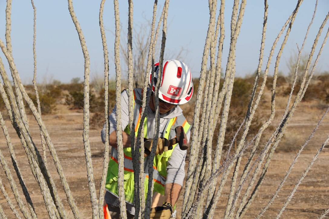 U.S. Army Corps of Engineers South Pacific Border Task Force required safety fencing around protected plant species in the state of Arizona, during the BMGR-1 project’s environmental survey near Yuma, Arizona, Aug. 26. USACE is replacing permanent border barriers along the southern border of the U.S. at the direction of the U.S. Army by the Secretary of War, in response to the presidential national emergency declaration dated Jan. 20, 2025, authorizing the use of Section 2803 of Title 10, U.S. Code.  (Photo by Robert DeDeaux USACE PAO)