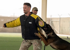 A man in a military uniform and a thick black and yellow bite suit jacket winces as a large black and brown dog bite the arm of his suit and grabs him with its paws.