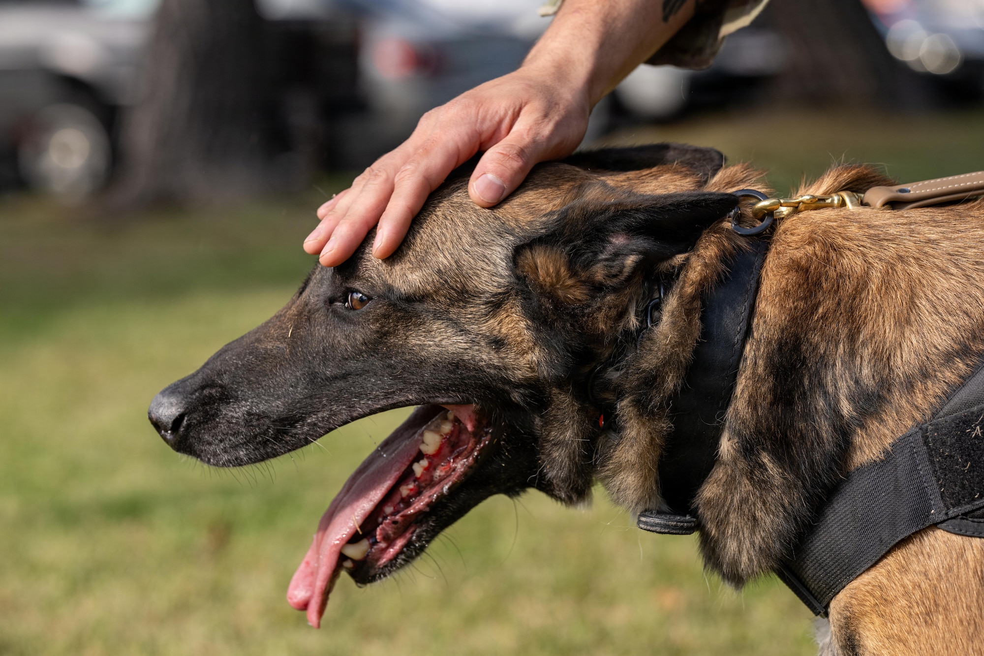 Clinton, 35th Security Forces Squadron military working dog, watches a target as part of a demonstration during a joint special weapons and tactics training event.