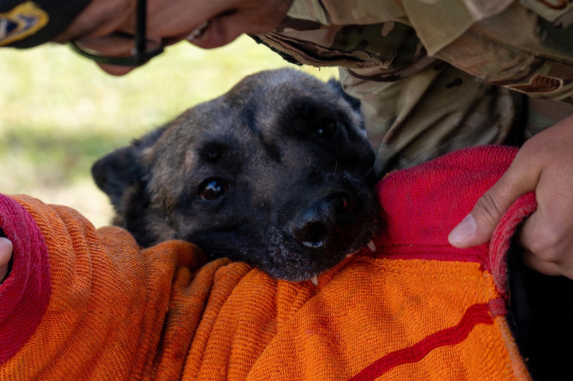 Clinton, 35th Security Forces Squadron military working dog, bites a Japanese National Police Special Investigation Team member as part of a demonstration during a joint special weapons and tactics training event.