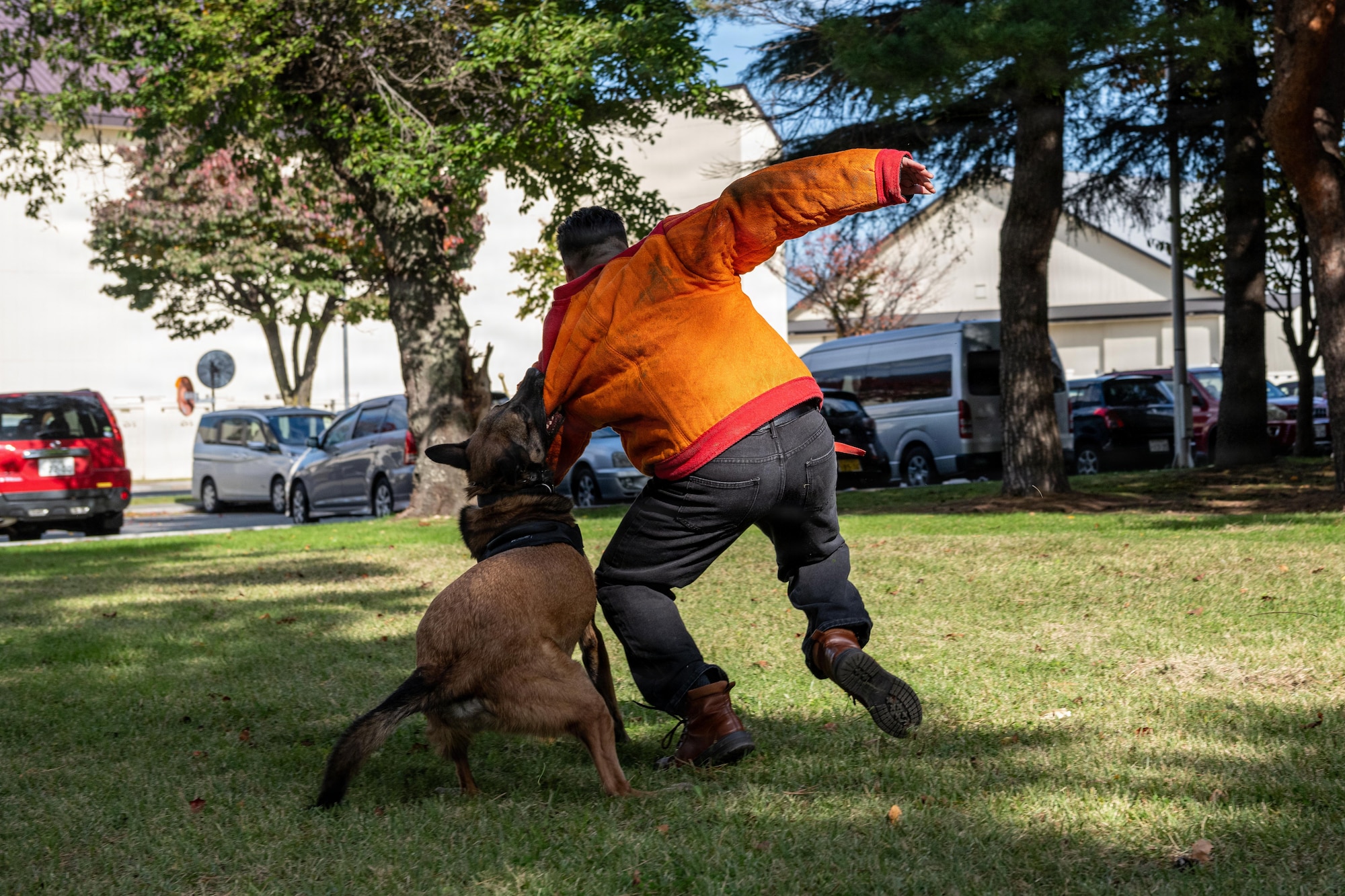 Clinton, 35th Security Forces Squadron military working dog, bites a Japanese National Police Special Investigation Team member as part of a demonstration during a joint special weapons and tactics training event.