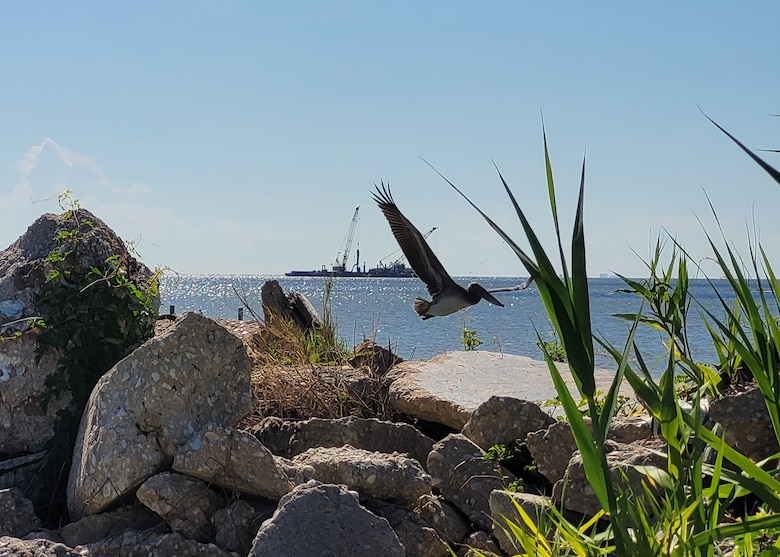 Picture of a pelican flying over the island.