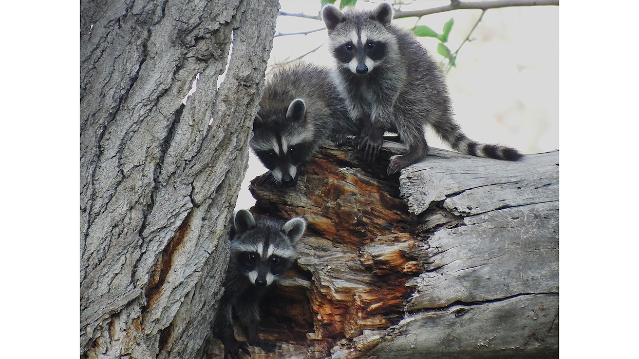 Three baby raccoons play on a dead snag at Tingley Bosque Ponds, in Albuquerque, N.M., July 17, 2025. Photo by Hira Walker, program manager, Middle Rio Grande Endangered Species Collaborative Program.