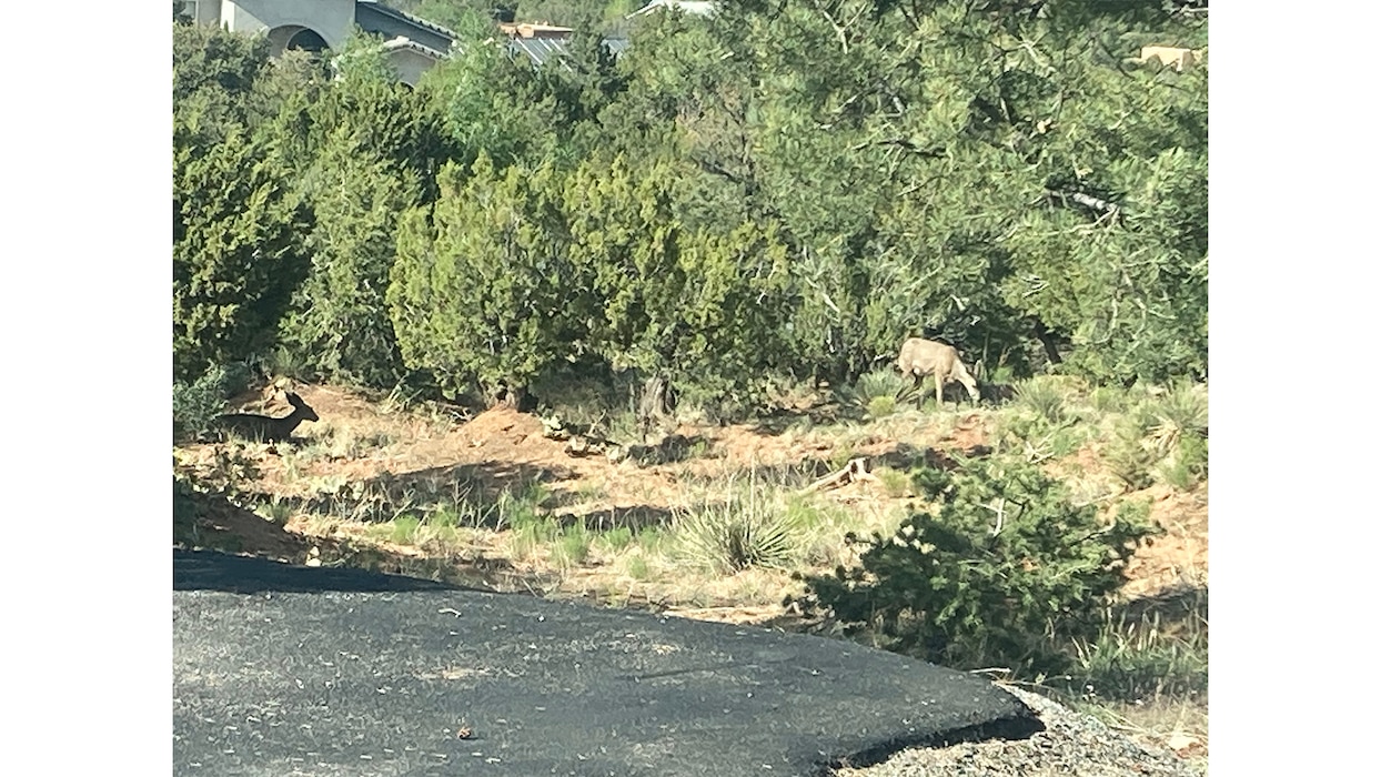 Two does are seen in this photo taken May 25, 2025, at Paa-Ko Kiva Loop in Sandia Peak, N.M. Photo by Douglas Bailey.