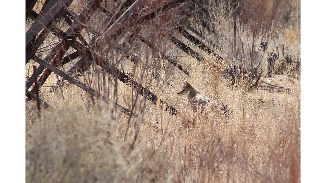 A coyote pauses for introspection by a section of jetty jacks in the Rio Grande Bosque, March 2025. Jetty jacks, a network of steel triangular structures installed along the Middle Rio Grande in the mid-20th century, were originally designed to trap sediment, stabilize banks, and control flooding. Over time, these structures altered natural river dynamics, limited floodplain connectivity, and became overgrown with dense vegetation, often dominated by invasive species. Today, jetty jacks remain a striking reminder of historic flood control practices, and many are being selectively removed as part of restoration efforts to restore habitat diversity and natural hydrologic processes in the Bosque. Photo by Rodrigo Sedeno.