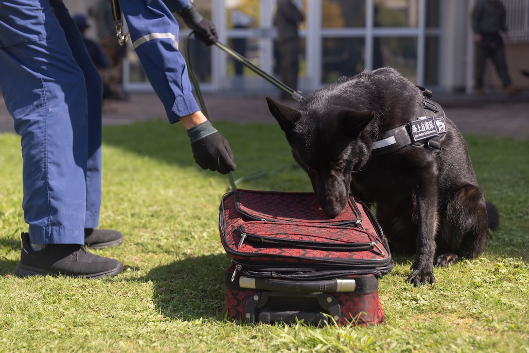 A Hiroshima Prefectural Police Headquarters officer searches for simulated explosive devices with her canine during a bilateral canine training at Marine Corps Air Station Iwakuni, Japan, Sept. 30, 2025. Marines from MCAS Iwakuni hosted a bilateral canine training for Japan Maritime Self-Defense Force Kure military working dog handlers and Hiroshima Prefectural Police Headquarters officers to display their capabilities in various environments. (U.S. Marine Corps photo by Lance Cpl. Ella Cadby)