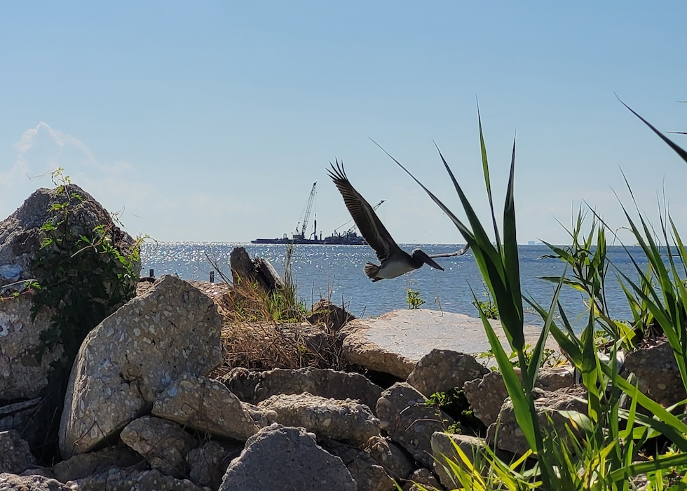 A pelican flies by looking for prey at the Dauphin Island Beach, Dauphin Island, Alabama, August 14, 2025. The beach restoration project on Dauphin Island using dredged material from the Mobile Harbor project is attracting wildlife to the beaches. (U.S. Army photo by Keesha Robinson)