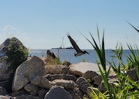 Picture of a pelican flying over the island.
