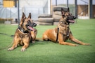 U.S. Air Force 332nd Expeditionary Security Forces Squadron military working dogs Fany, left, and Iinez wait for a command in the U.S. Central Command area of responsibility Nov. 4, 2025. MWD’s enhance force protection and increase safety by performing tasks like explosives and narcotics detection, patrol, and security. (U.S. Air Force photo by Airman 1st Class Jonah Bliss)
