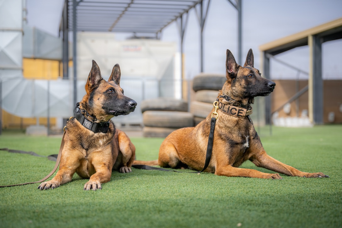 U.S. Air Force 332nd Expeditionary Security Forces Squadron Military Working Dogs Fany, left, and Iinez wait for a command in the U.S. Central Command area of responsibility Nov. 4, 2025. MWD’s enhance force protection and increase safety by performing tasks like explosives and narcotics detection, patrol, and security. (U.S. Air Force photo by Airman 1st Class Jonah Bliss)