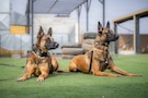 U.S. Air Force 332nd Expeditionary Security Forces Squadron Military Working Dogs Fany, left, and Iinez wait for a command in the U.S. Central Command area of responsibility Nov. 4, 2025. MWD’s enhance force protection and increase safety by performing tasks like explosives and narcotics detection, patrol, and security. (U.S. Air Force photo by Airman 1st Class Jonah Bliss)