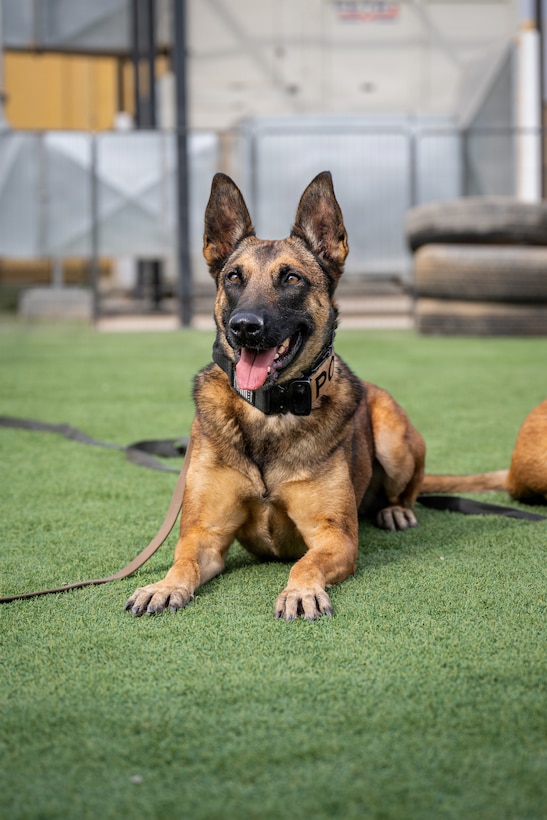 U.S. Air Force 332nd Expeditionary Security Forces Squadron Military Working Dog Fany waits for a command in the U.S. Central Command area of responsibility Nov. 4, 2025. MWD’s enhance force protection and increase safety by performing tasks like explosives and narcotics detection, patrol, and security. (U.S. Air Force photo by Airman 1st Class Jonah Bliss)