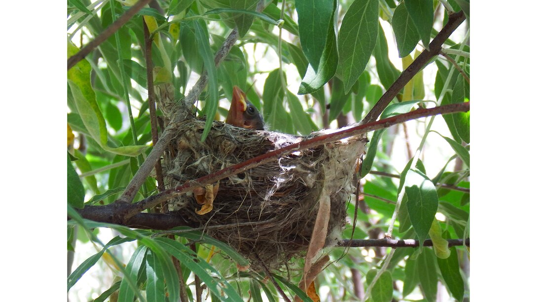 A brown-headed cowbird nestling in an Endangered Southwestern Willow Flycatcher Nest, along the Rio Grande in Corrales, N.M., July 7, 2025.  Cowbirds lay their eggs in other birds’ nests and the “host” birds raise them, often resulting in their own young perishing. Photo by Hira Walker.