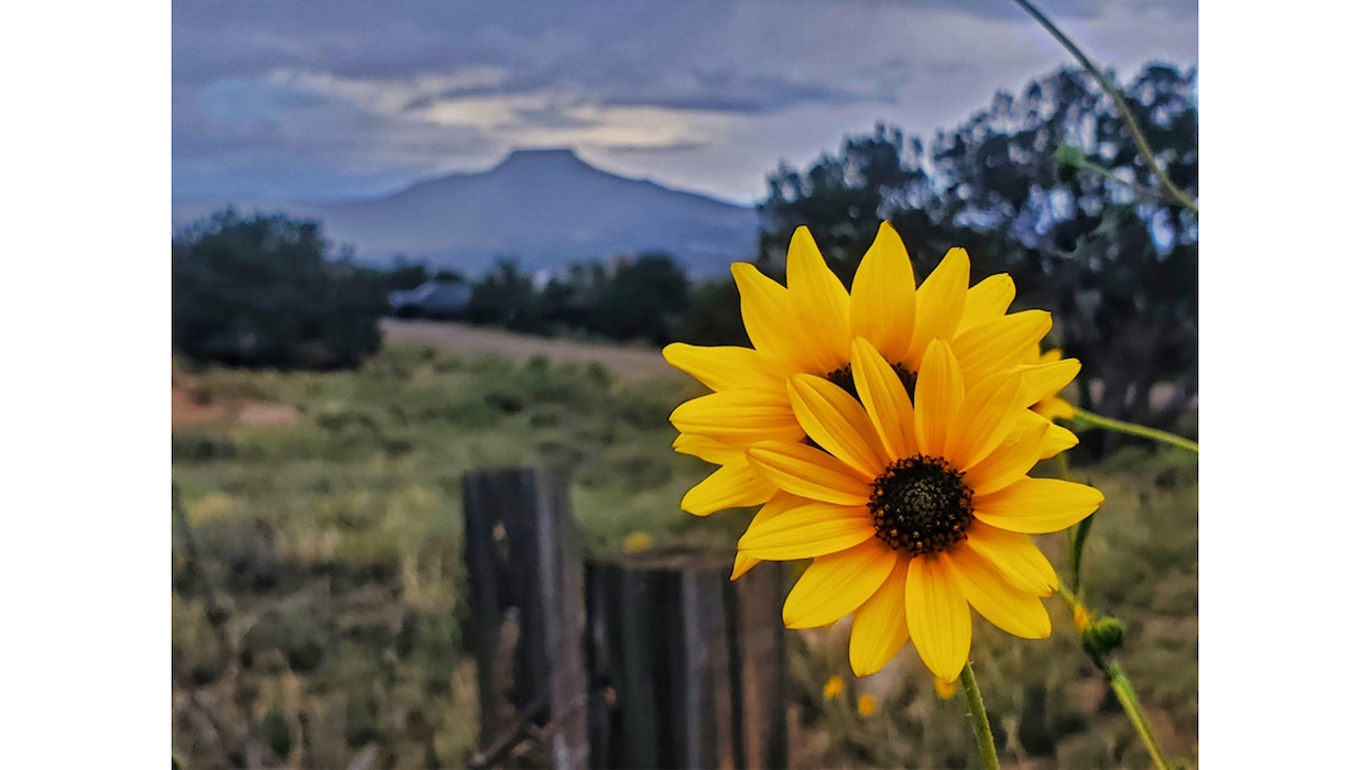 Sunflowers shine in front of Cerro Pedernal as viewed from the Riana Campground at Abiquiu Lake, N.M., Aug. 22, 2024. Photo by Samantha Jones.