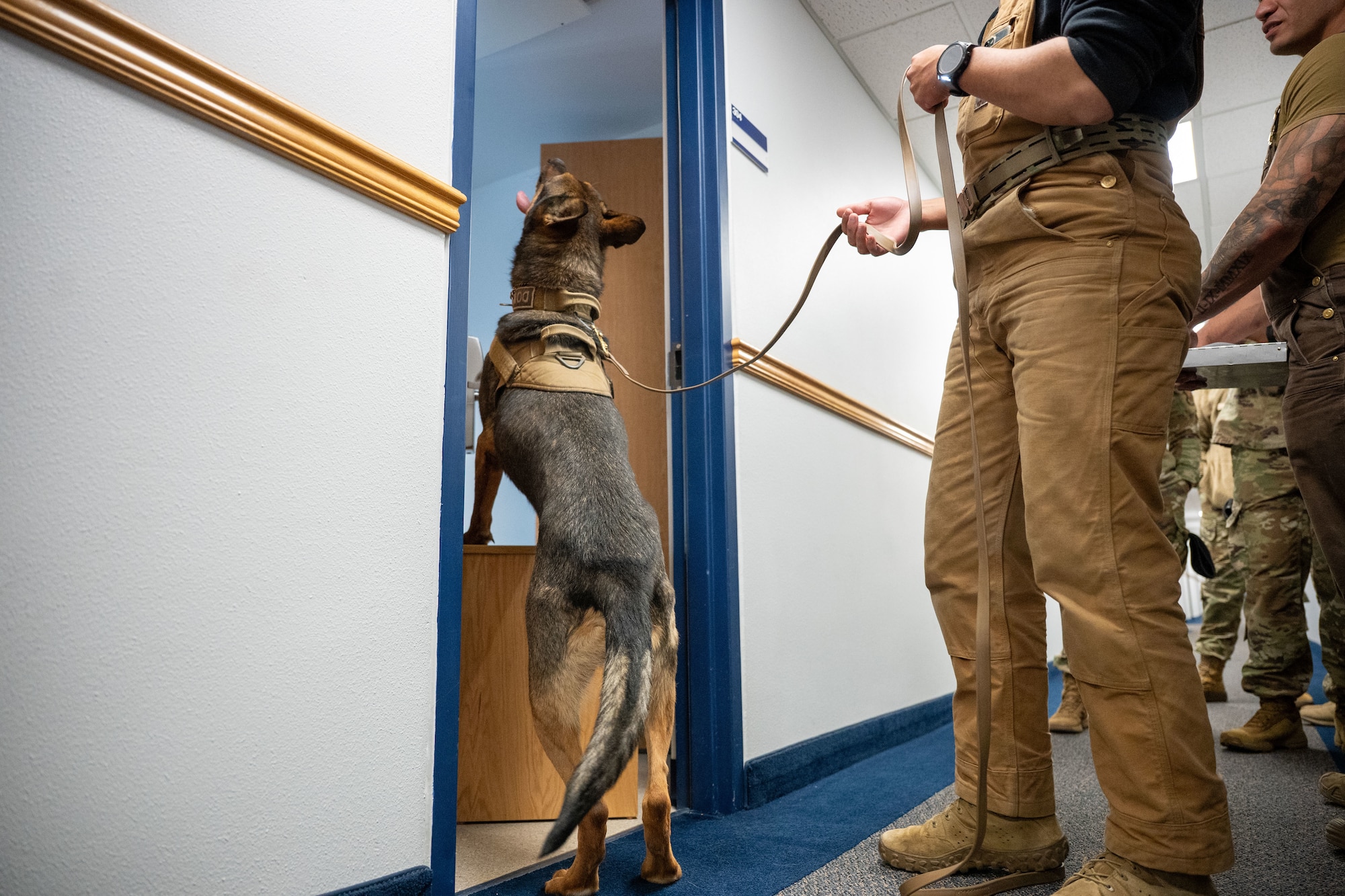 A dog looking towards the ceiling while his handler stands next to him.