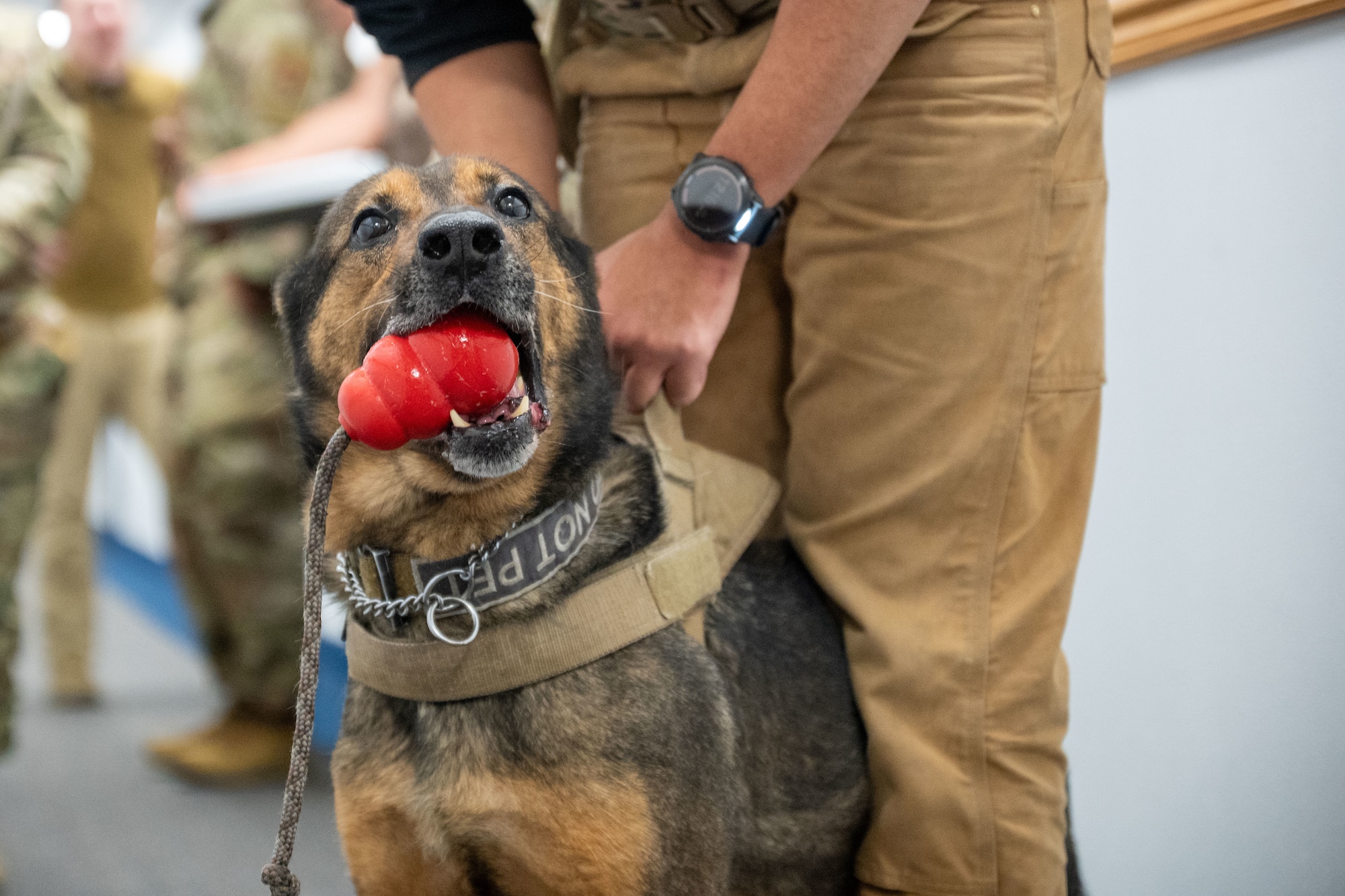 A dog chewing on a dog toy.