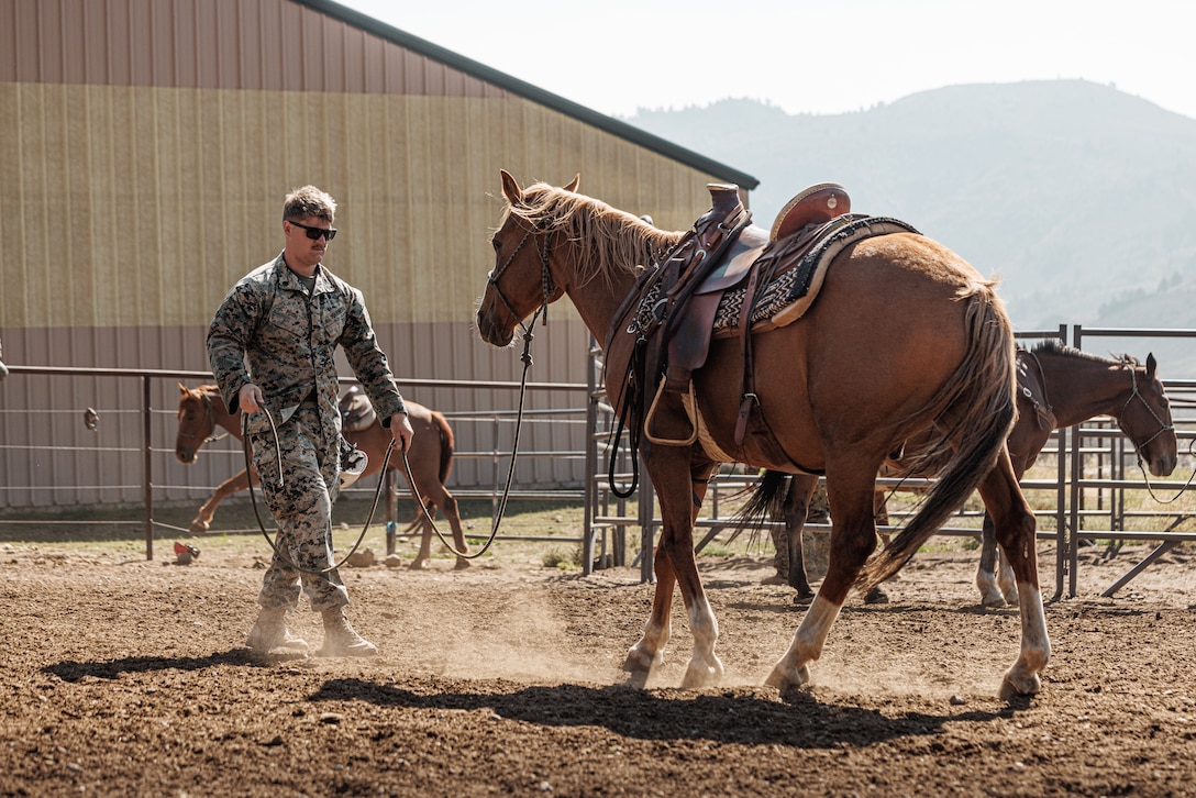 U.S. Marine Corps Sgt. Hunter Pugh, a Michigan native, utilities systems technician with 2nd Air Naval Gunfire Liaison Company, II Marine Information Group, II Marine Expeditionary Force, lunges a mustang in preparation for riding as part of Horsemanship and Animal Packers Course 2-25 at Marine Corps Mountain Warfare Training Center, Bridgeport, California, Sept. 8, 2025. The Animal Packers Course teaches personnel to load and maintain pack animals for military applications in difficult terrain with mission-essential gear. (U.S. Marine Corps photo by Lance Cpl. Enge You)