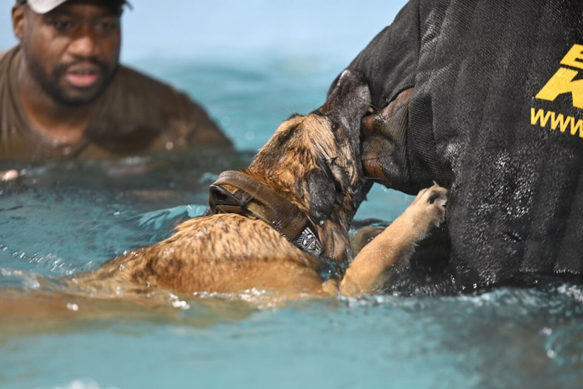 A dog bites the arm of a man wearing a padded safety jacket while swimming in a pool. Another man is standing in the water, watching the dog.