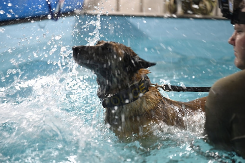 A German shepherd splashes and swims in a pool. A man is holding the dog by a leash.