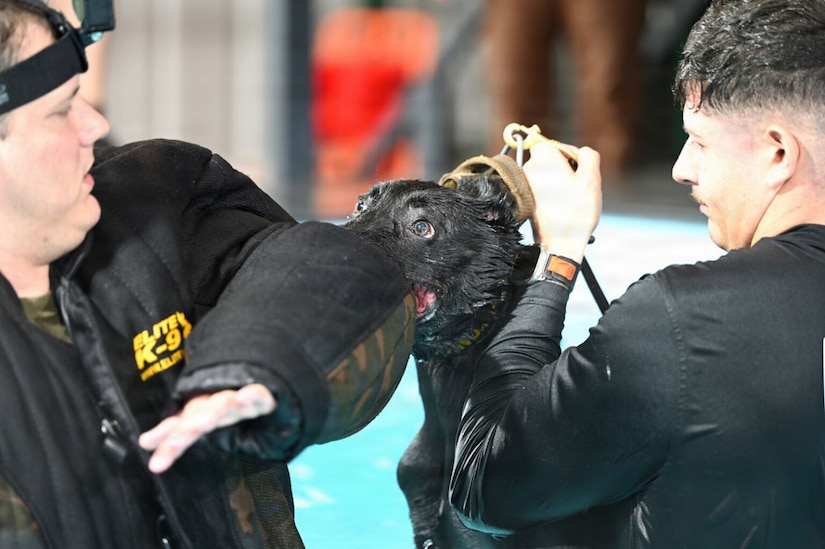 A German shepherd bites the arm of a man wearing a padded safety jacket while inside a pool. Another man is holding the dog by the collar.
