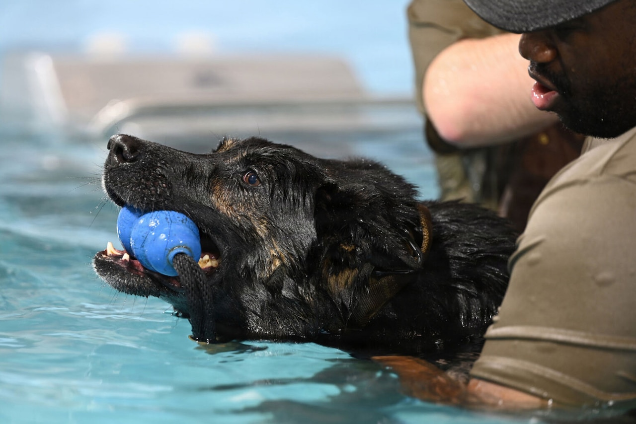 A dog holds a blue rubber toy in its mouth while swimming in a pool. A man is holding the dog as it swims.