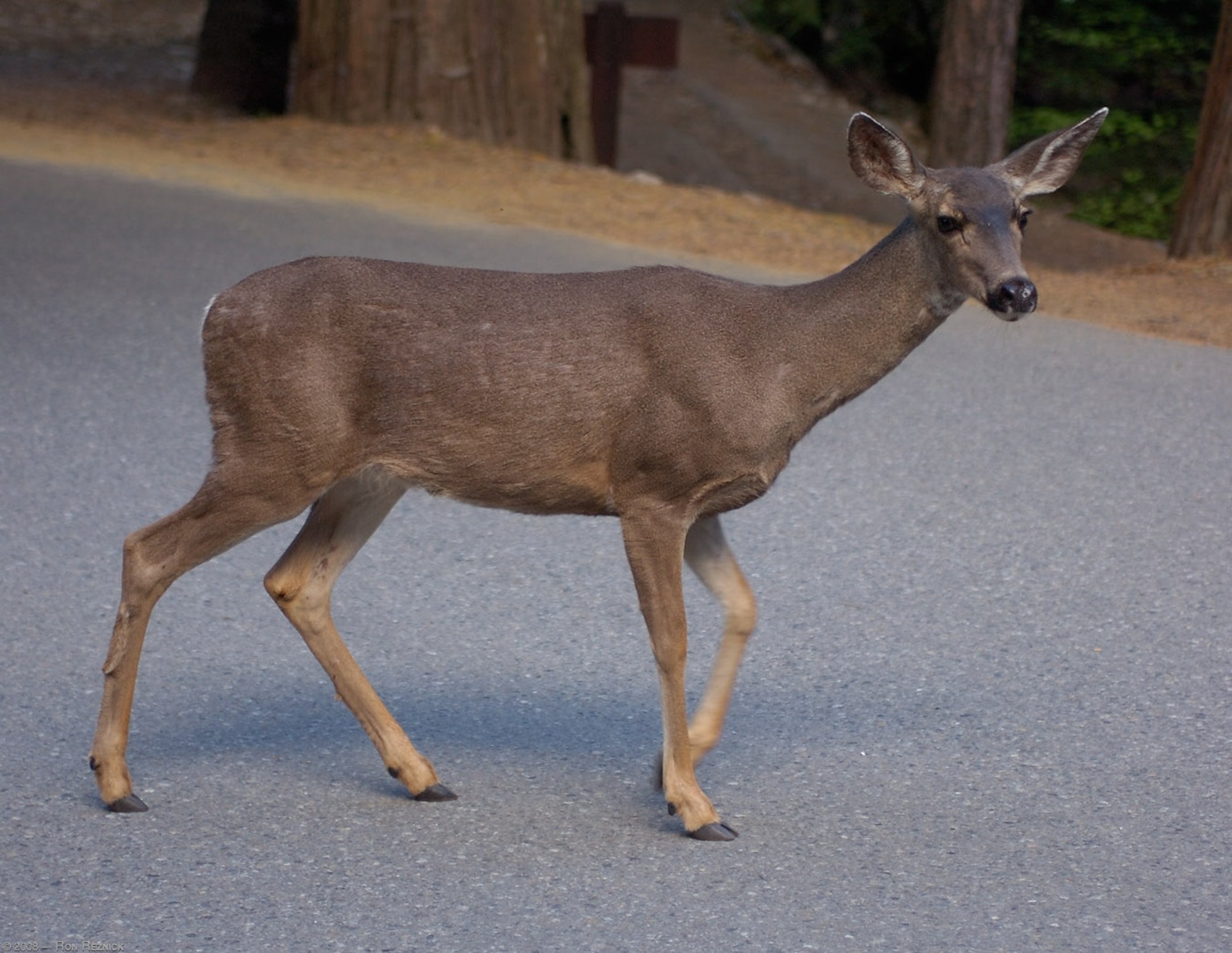 The Arnold Engineering Development Complex Natural Resources team at Arnold Air Force Base, Tenn., headquarters of AEDC, is urging motorists traveling on and around the base to be more cautious, as the period from October to January is peak deer-vehicle collision season. Travelers on Arnold AFB property should always assume they are driving through deer habitat. (U.S. Air Force photo)