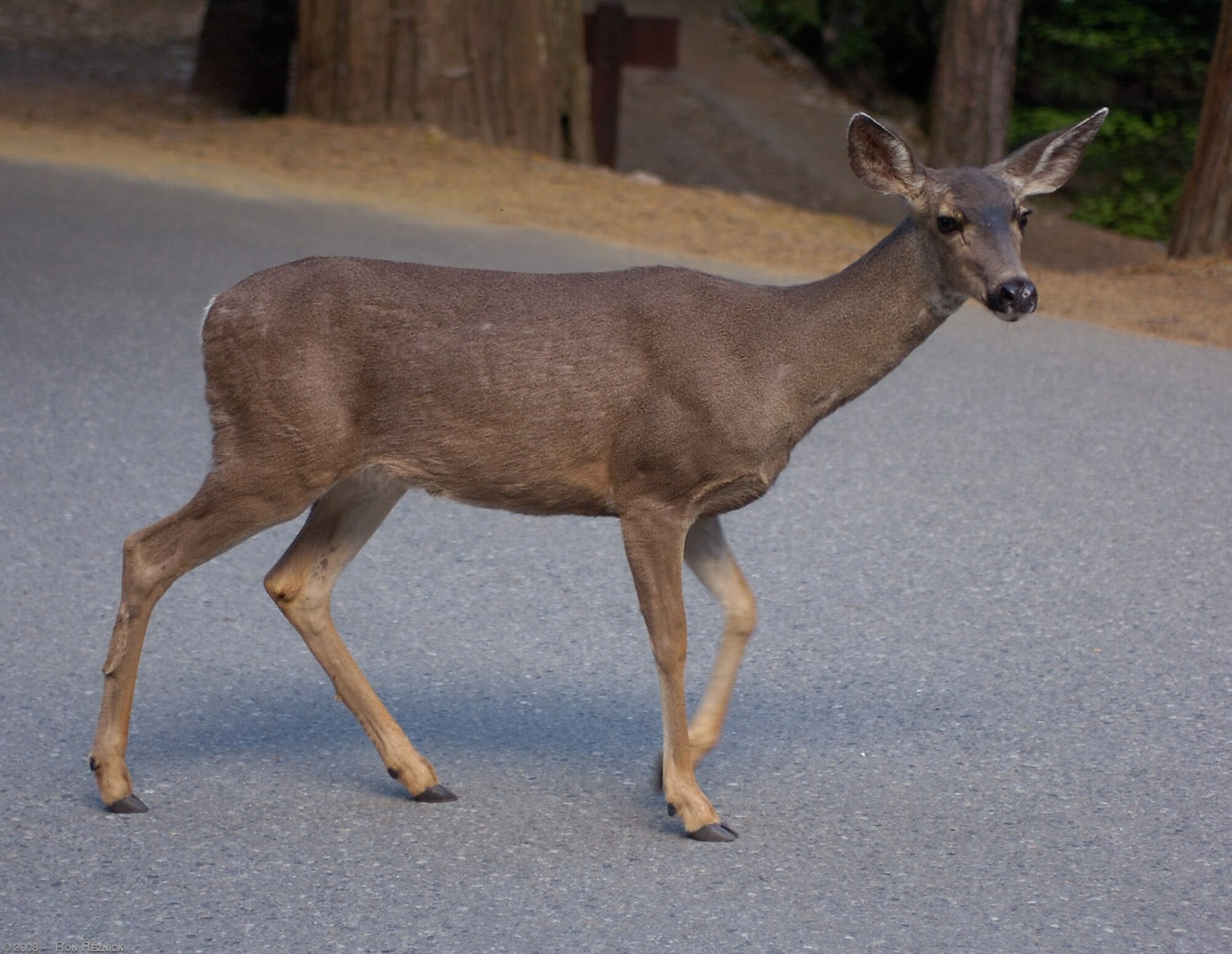 The Arnold Engineering Development Complex Natural Resources team at Arnold Air Force Base, Tenn., headquarters of AEDC, is urging motorists traveling on and around the base to be more cautious, as the period from October to January is peak deer-vehicle collision season. Travelers on Arnold AFB property should always assume they are driving through deer habitat. (U.S. Air Force photo)