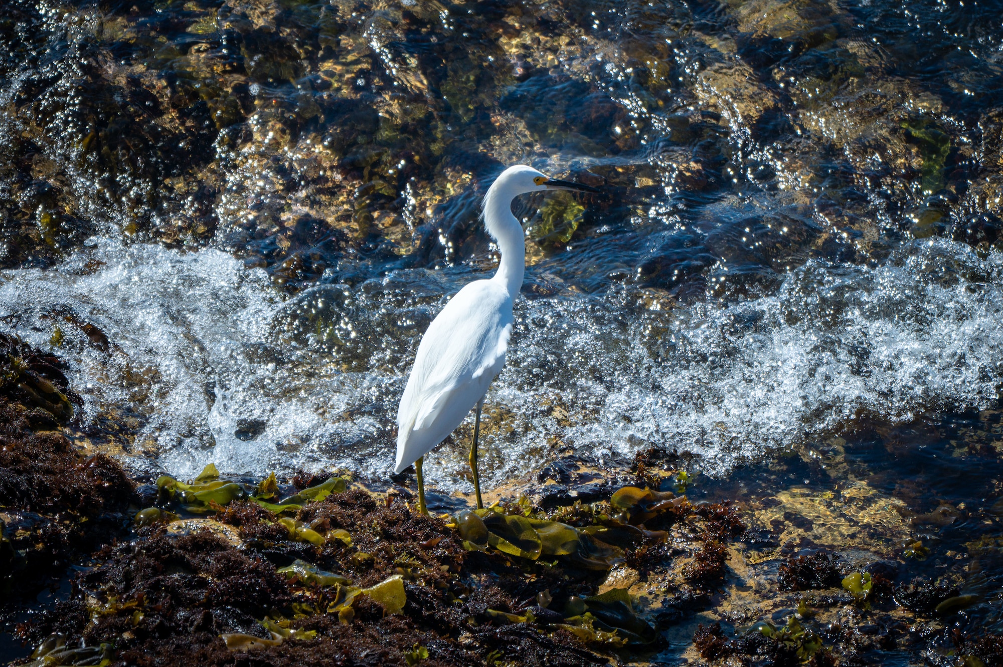 A snowy egret stands on a rocky shoreline.